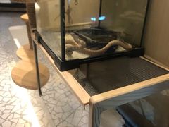 -momokira米努特·德文卷毛猫·棉花面纱犬