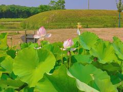 -梁鸿国家湿地公园