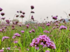 -光明小镇欢乐田园