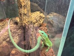-正佳雨林生态植物园