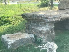 -上海野生动物园