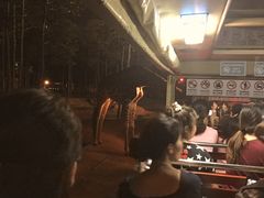 景点-清迈夜间动物园