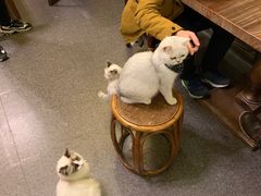 -猫色咖啡·猫咖