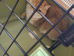 -联合动物医院(光谷诊疗中心)