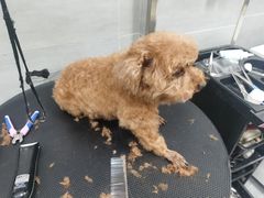 -宠福鑫康馨动物医院·骨科·眼科