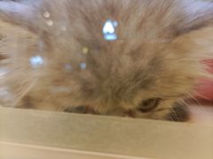 -momokira米努特·德文卷毛猫·棉花面纱犬