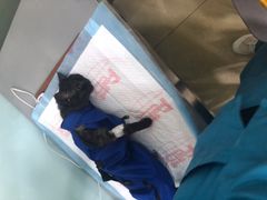 -小伙伴宠物医院•急重症转诊中心·老年专科·犬猫全科(北大街总院)