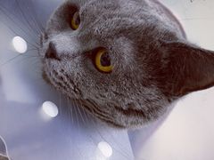 -达爱动物医院·犬猫分区·CT·复杂眼科(远洋山水分院)