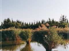 -西青郊野公园