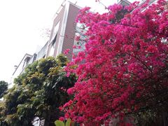 -黄埔古港