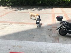 -喵汪萌宠屋旗舰店.洗澡美容.猫狗基地