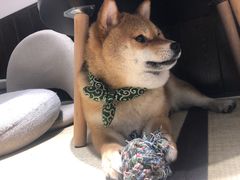 -逗柴咖啡屋·狗咖猫咖宠物桌游