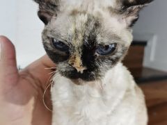 -琪喵猫屋·撸猫猫咖·猫舍