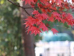 -白马涧龙池景区