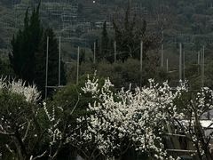 -树山生态村