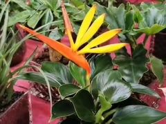 -秦美花卉(天朗·莱茵小城2期店)