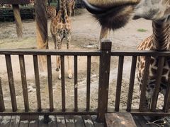 -上海野生动物园