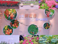 -上海鲜花港