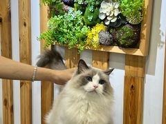 -青奢宠物·青奢猫舍