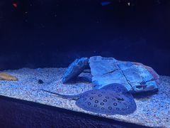 -上海海洋水族馆