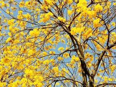 -东莞植物园