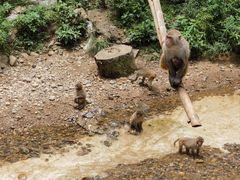 -西双版纳原始森林公园