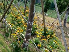 -瑶湖郊野森林公园