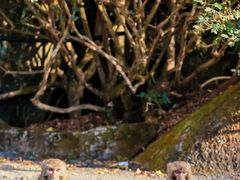 -龙岩梅花山虎园