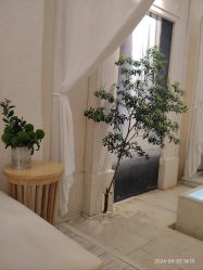-奥斯芬欧系贵族SPA