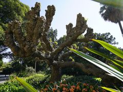 -墨尔本皇家植物园