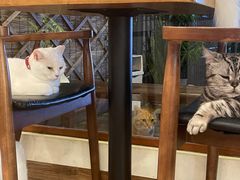 -有猫主题·治愈系猫咖(曾厝垵店)