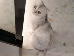 -飞行喵MR PILOT|猫舍·猫咖(静安大融城店)
