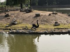 -盐城丹顶鹤湿地生态旅游区