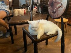 -蓝鲸·缅因猫舍