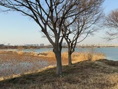 -贡湖湾湿地公园
