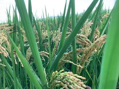 -河姆渡遗址博物馆