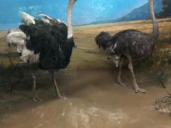 -吉林省自然博物馆