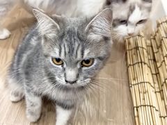 -楼上猫咖(罗湖店)