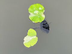 -白洋淀景区