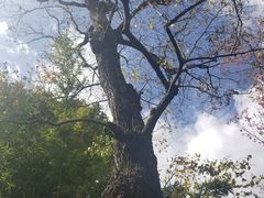 -巍山火巴肉饵丝(大理古城店)