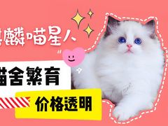 -70cat德文卷毛猫·缅因猫纯种猫舍