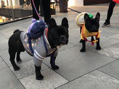 -仁华宠物医院(青羊店)