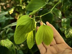 -国家植物园南园