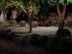 -清迈夜间动物园