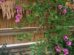 -后湖小院·乡野田园菜