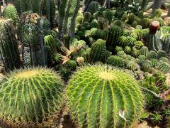 -深圳仙湖植物园