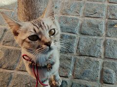 -猫岛主趣味餐厅(鼓浪屿店)