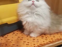 -欣宠猫屋·矮脚拿破仑·蓝金金渐层