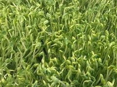 豆苗-盡膳口福跷脚牛肉火锅(北美新天地店)