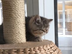 -1013 PET SHOP 宠物商店(近铁城市广场店)
